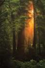 Woodland Magic Art Print