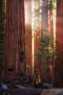 Sunrays at the Sequoias Art Print