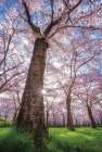 Spring Serenade Art Print