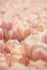 Pink Petals Art Print