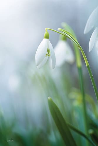 A Snowdrops Tale Art Print