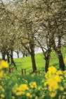 Spring in Bloom Art Print
