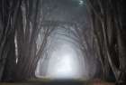 Through the Fog Art Print