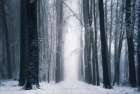 Whispering White Woods Art Print