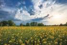 Beneath a Summer Sky Art Print