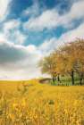 Rapeseed Road Art Print