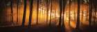 Natures Glow Art Print