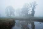 Foggy Grazing Grounds Art Print