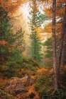 Gold and Greens of Autumn Art Print