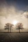 On a Winters Day Art Print