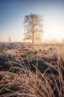 Frozen Morning Art Print