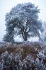 Frost Kissed Art Print