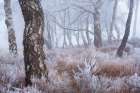 Frozen Forest Art Print