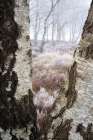 Hoarfrost View Art Print