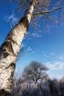 Hoarfrost Trees Art Print
