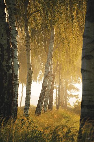 Birches in the Morning Light Gold Print