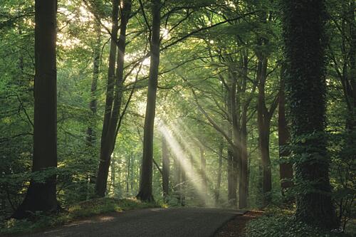 Morning Rays I Gold Print