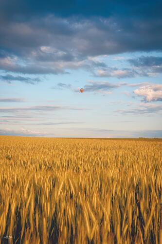 Above the Amber Waves Gold Print