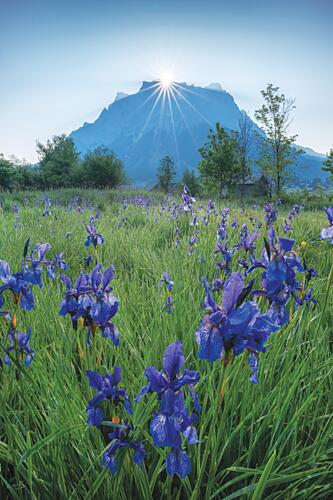 Alpine Iris Sunrise Art Print