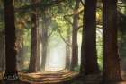 Fresh Green Forest Art Print