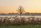 Just Come Cows and A Dead Tree Art Print