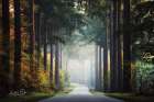 Mysterious Roads Art Print
