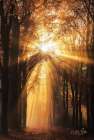 Sunburst Art Print