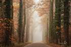 Foggy Autumn Road Art Print