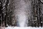 Winter Tunnel Art Print