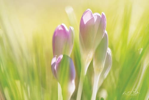 Soft Crocus Art Print