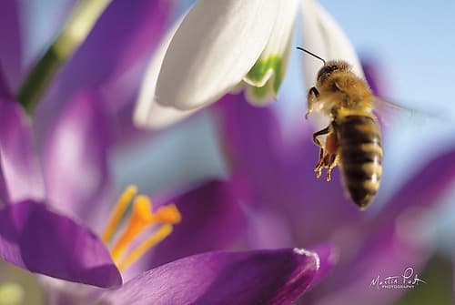 Bee I Art Print
