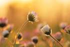 Daisies Art Print