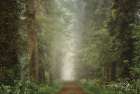 Misty Spring Road Art Print