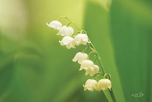 Lily of the Valley Art Print