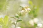 Lingonberry Art Print