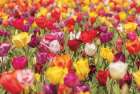 Colorful Bouquet Art Print