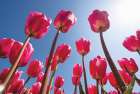 Look Up in Pink Art Print