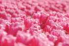 Pink Field Art Print