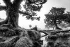 Black and White Fanal Art Print