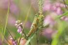 Grasshopper Art Print