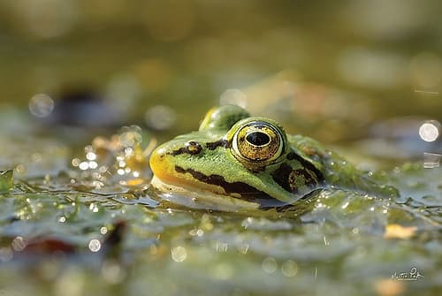 Frog Art Print
