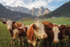 Austrian Cows Art Print