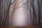 Deer in the Fog Art Print