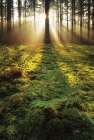 Ferns in the Morning Light Art Print