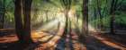 Sun Rays in the Forest I Art Print