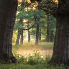 Tree Frame Art Print
