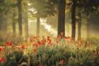 The Poppy Forest Art Print
