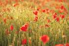 Poppy Field I Art Print