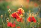 Poppy Field III Art Print