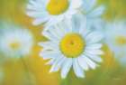 Daisies Art Print